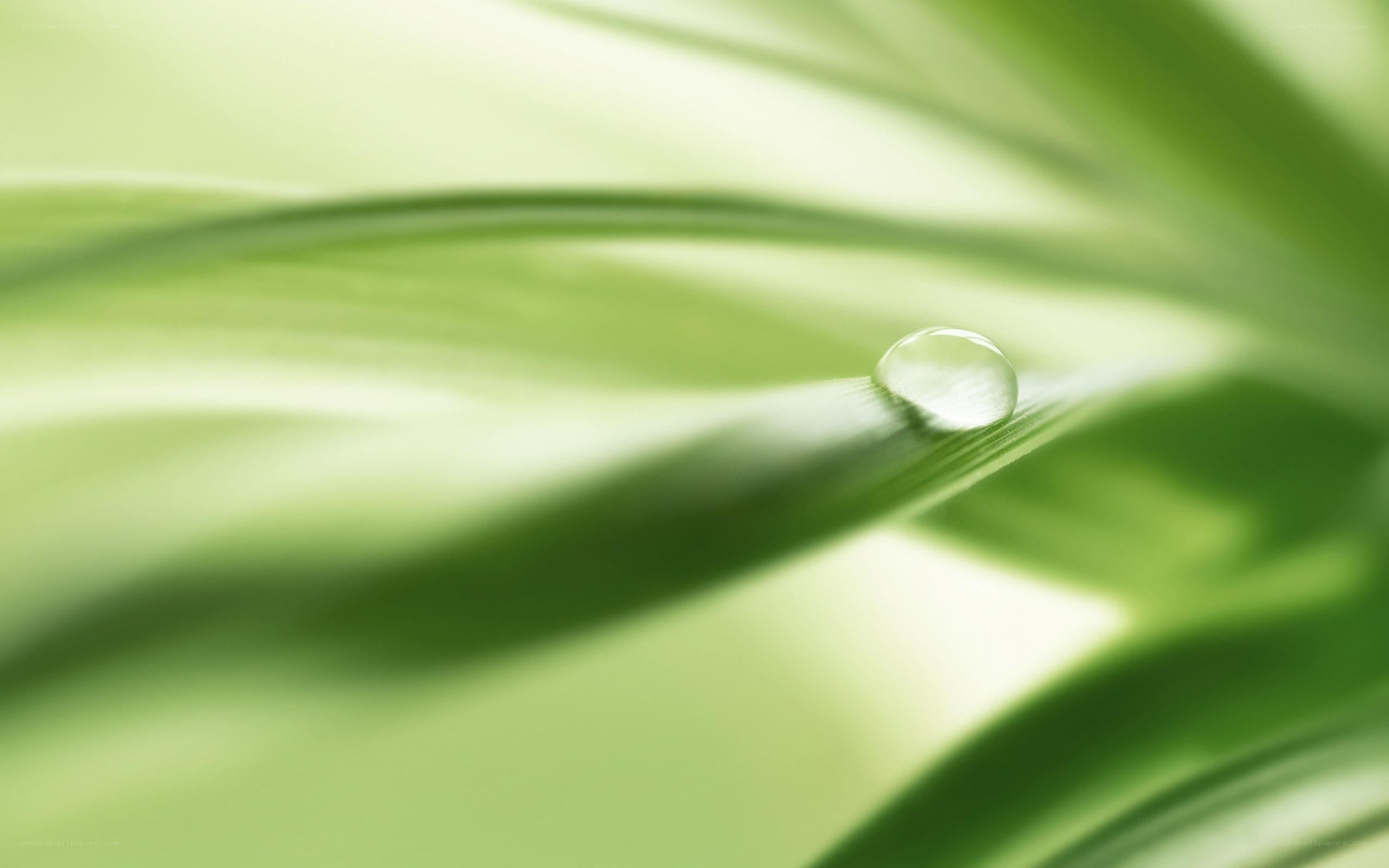 Water droplet on green leaf
