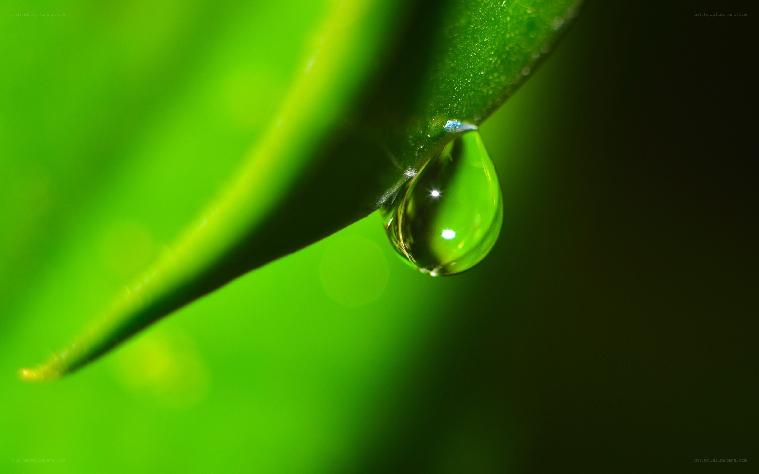Water droplet on green leaf