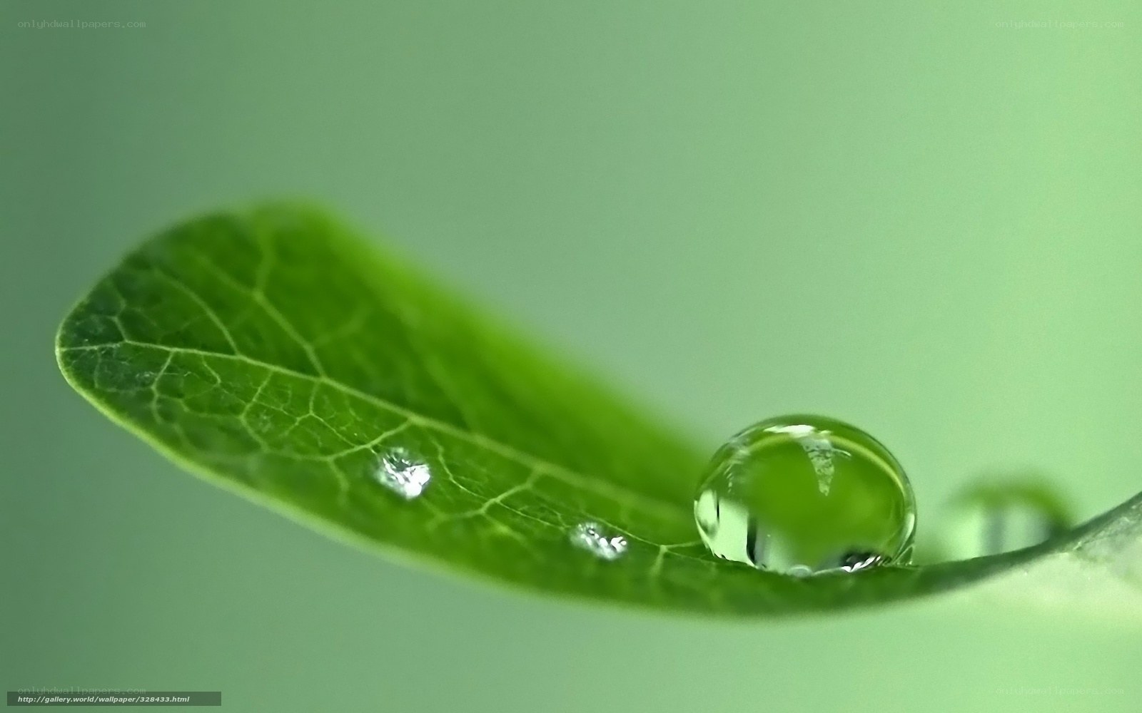 Water droplet on green leaf