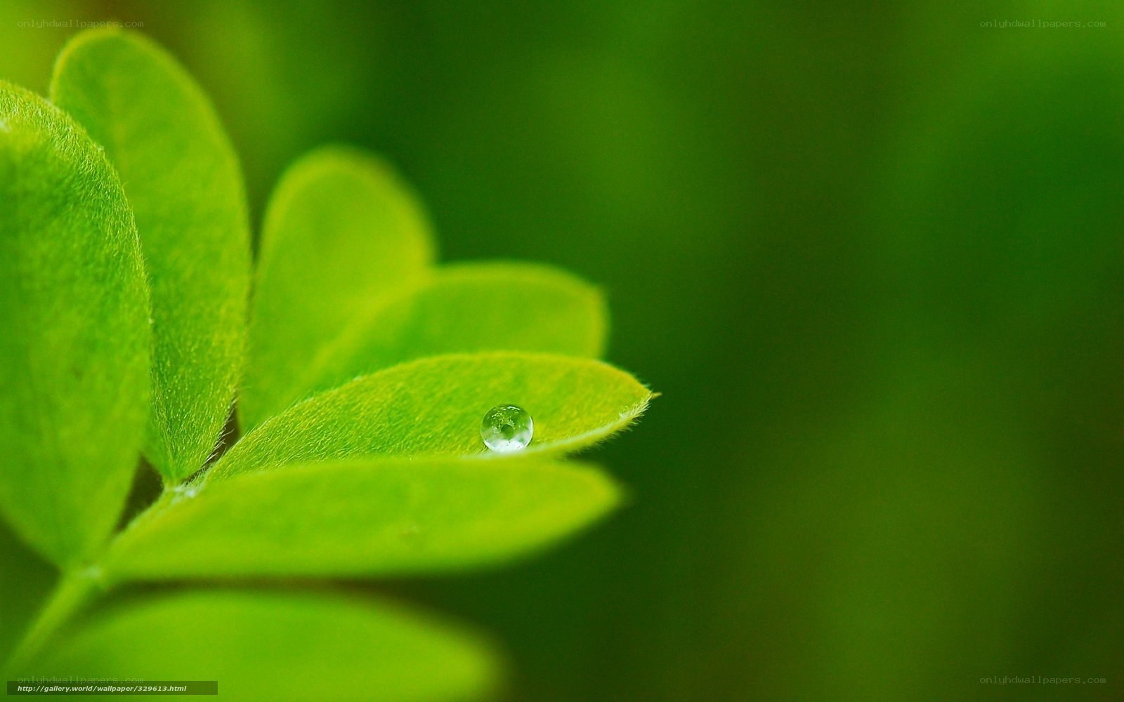 Water droplet on green leaf