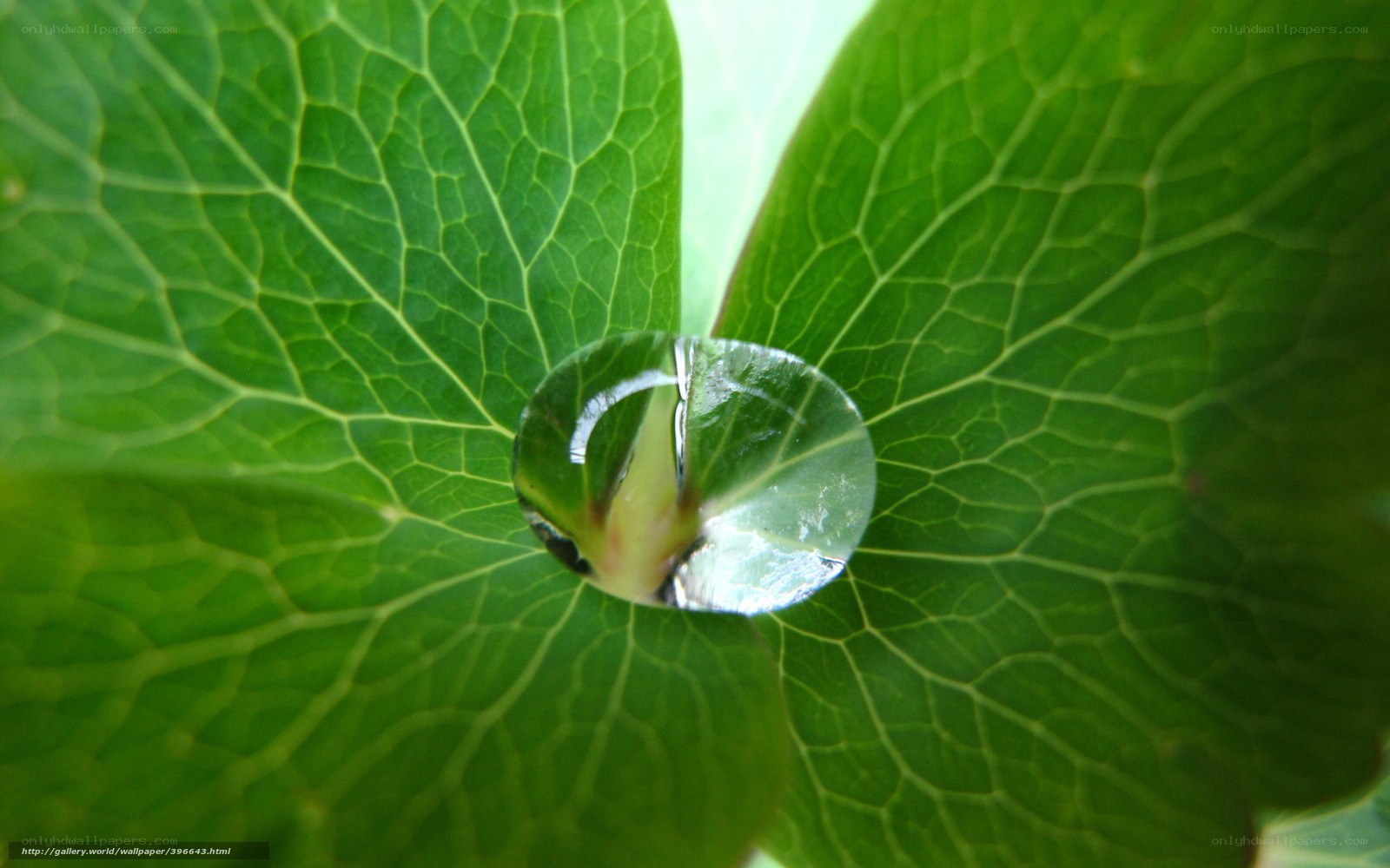Water droplet on green leaf
