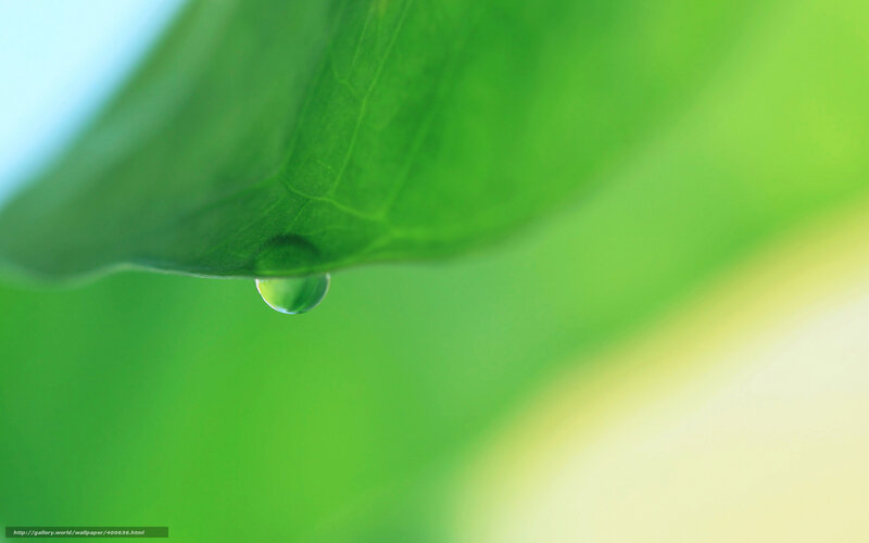 Water droplet on green leaf