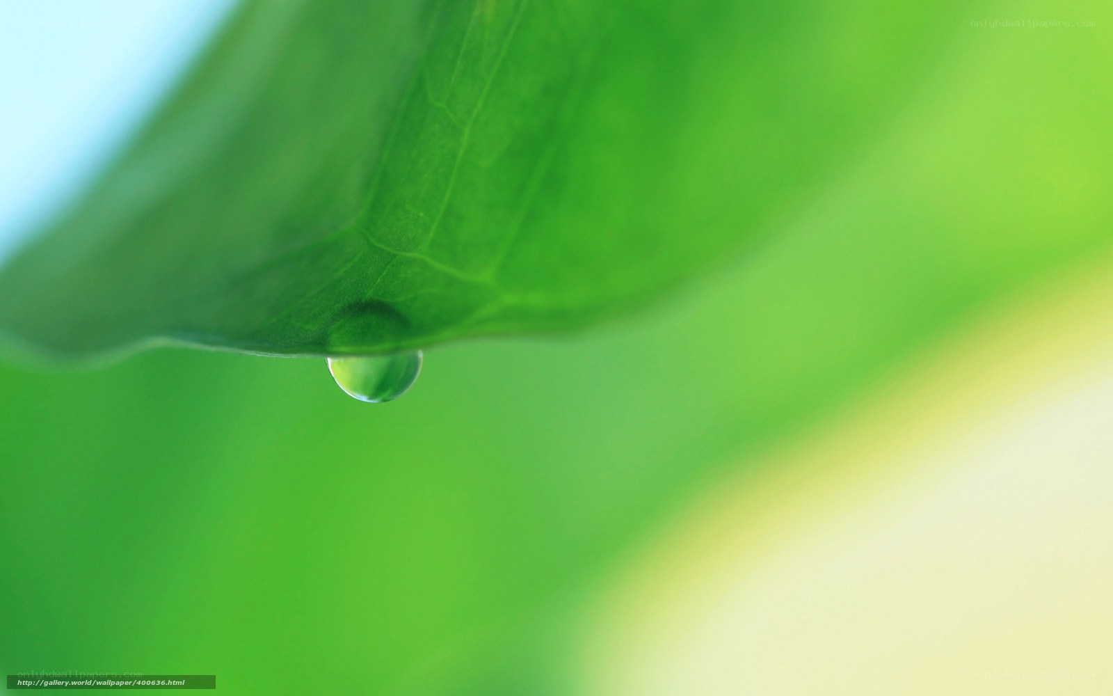 Water droplet on green leaf