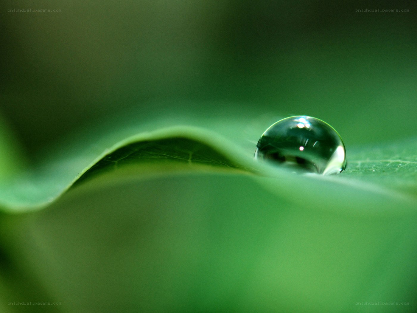 Water droplet on green leaf