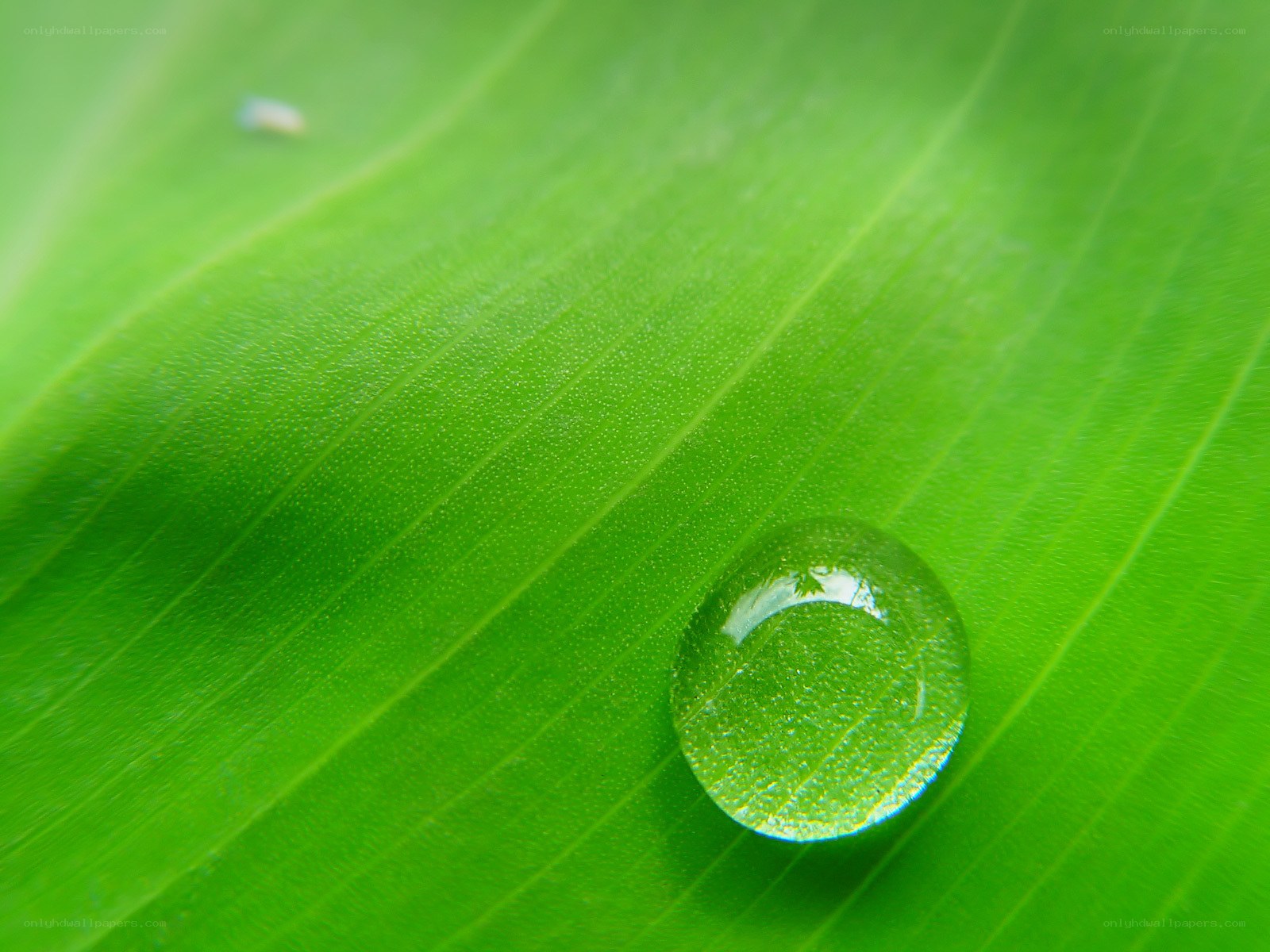 Water droplet on green leaf