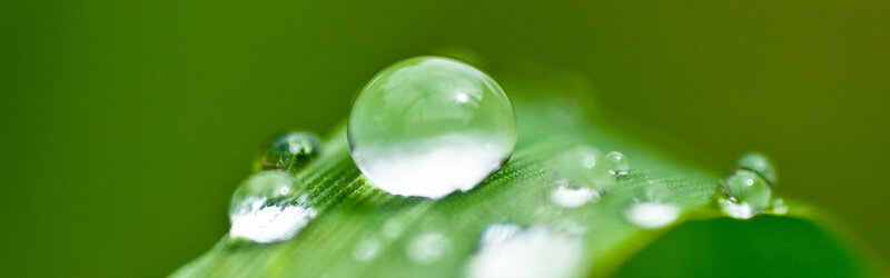 Water droplet on green leaf