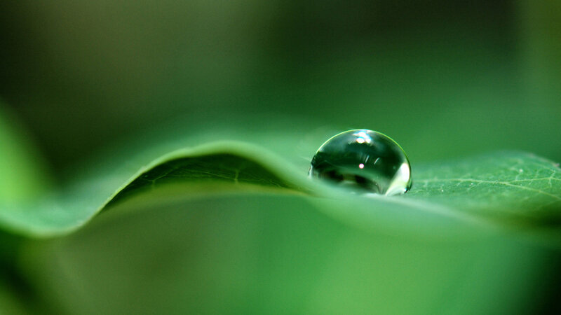 Water droplet on green leaf
