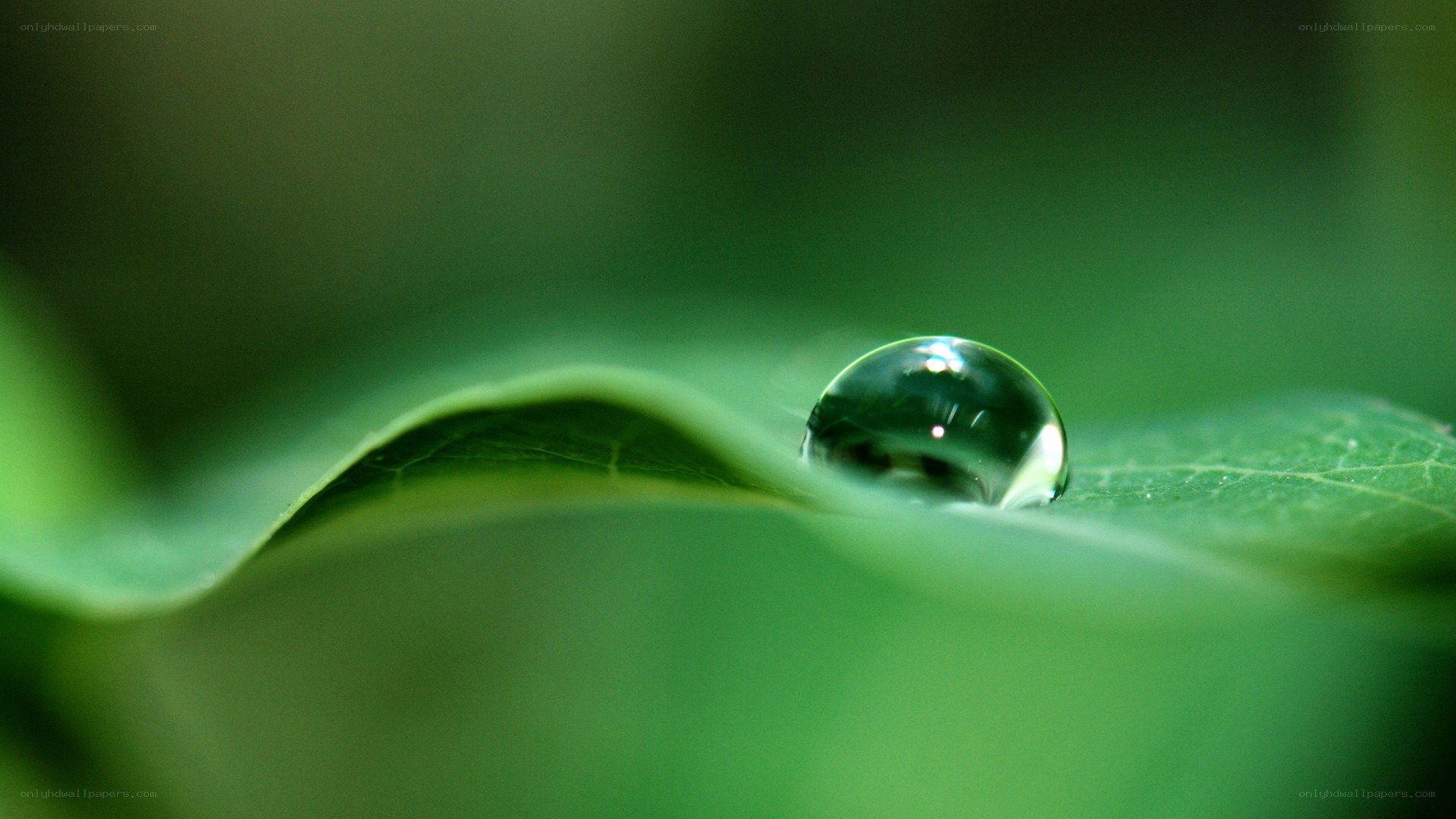 Water droplet on green leaf