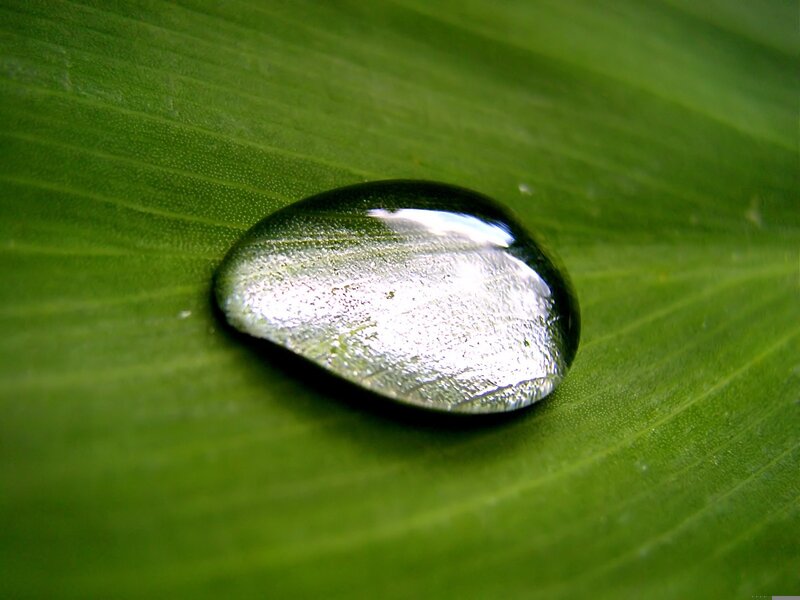 Water droplet on green leaf