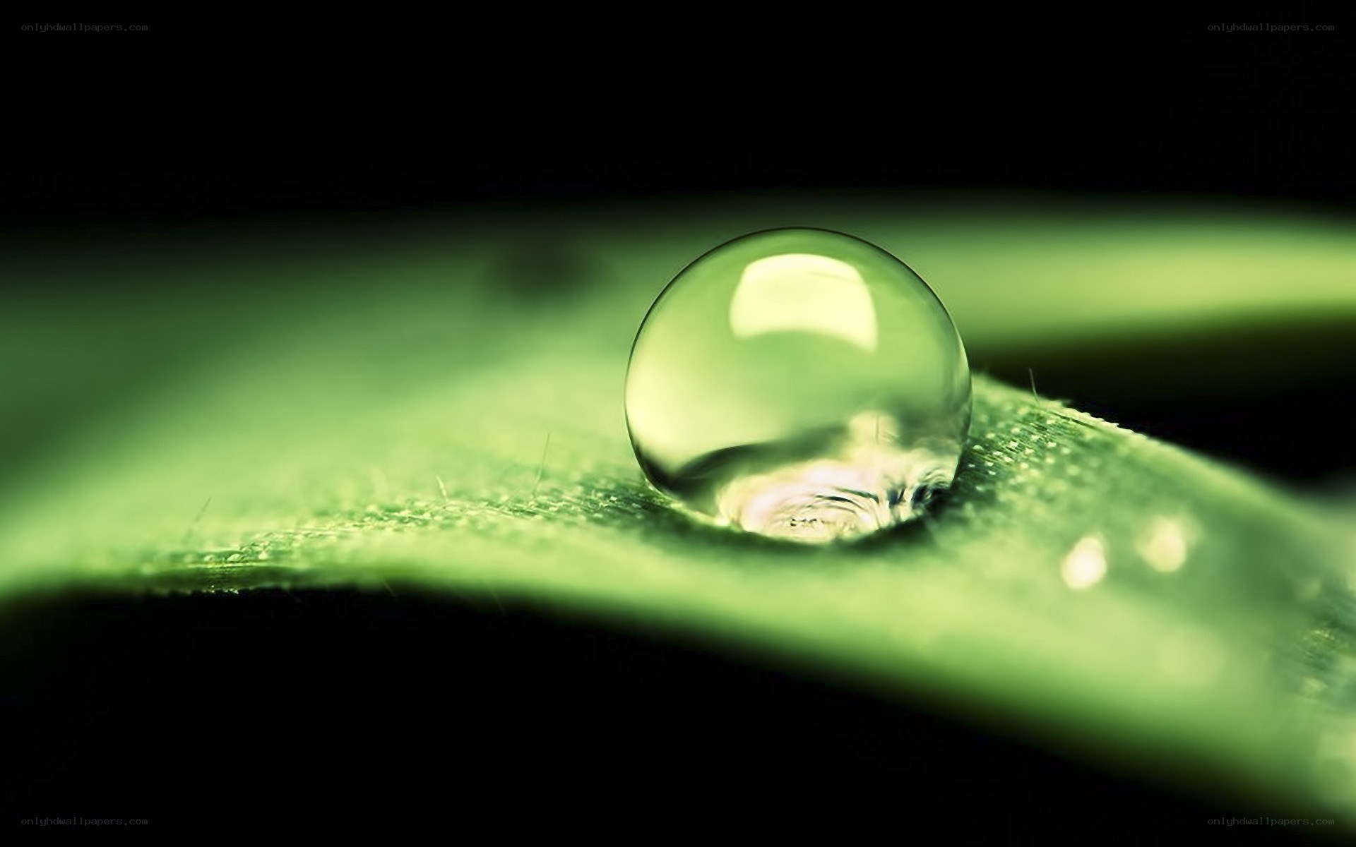 Water droplet on green leaf