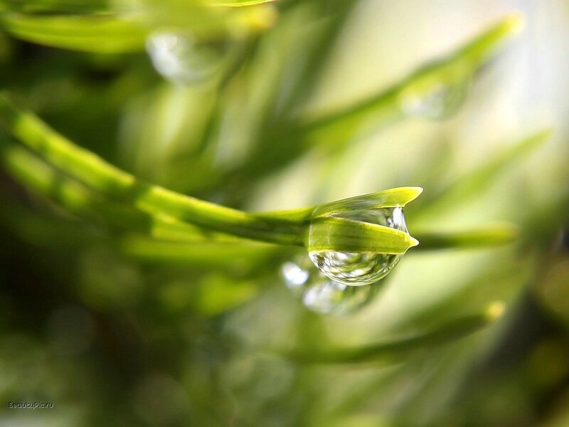 Water droplet on green leaf