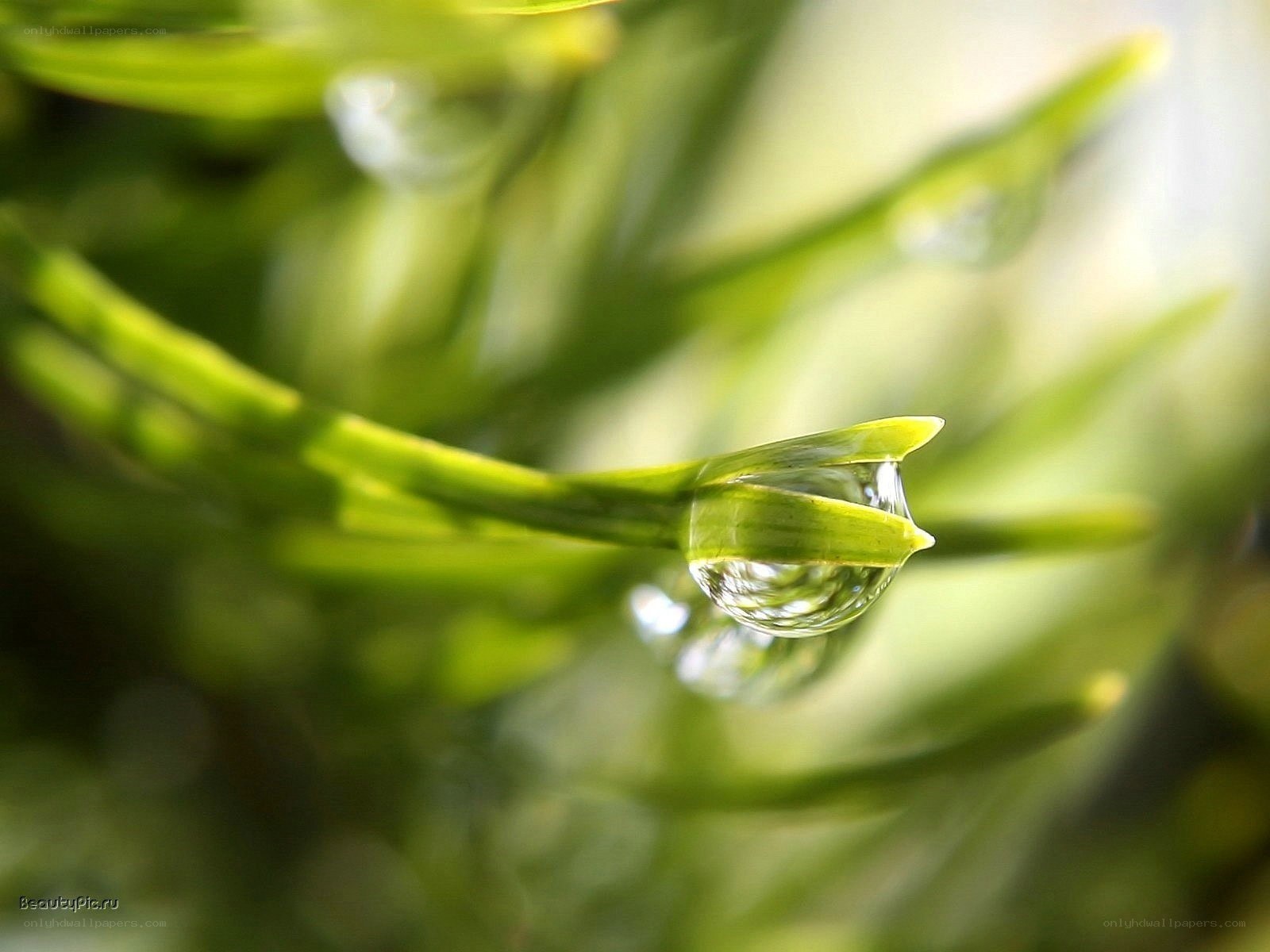 Water droplet on green leaf