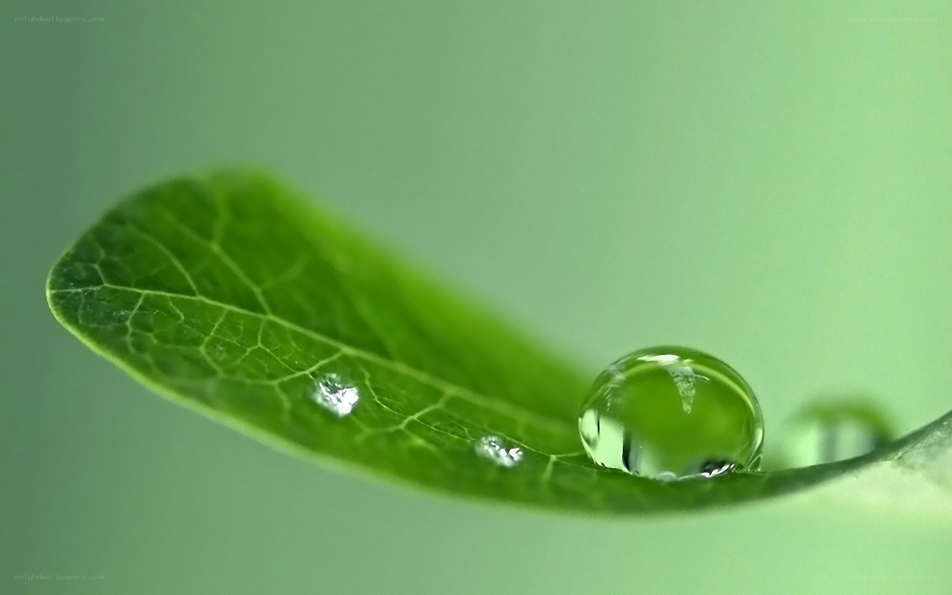 Water droplet on green leaf