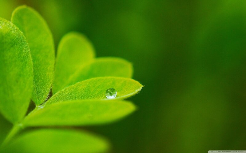 Water droplet on green leaf