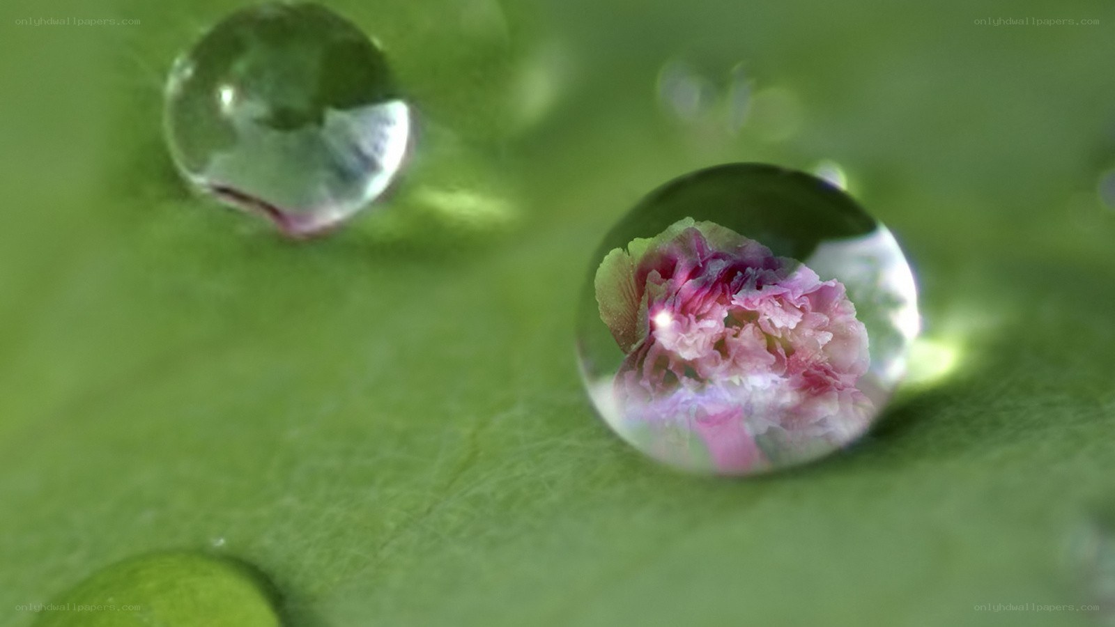 Water droplet on green leaf