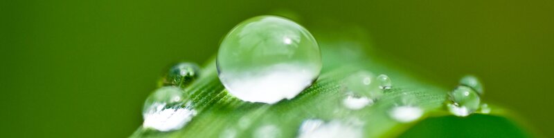 Water droplet on green leaf