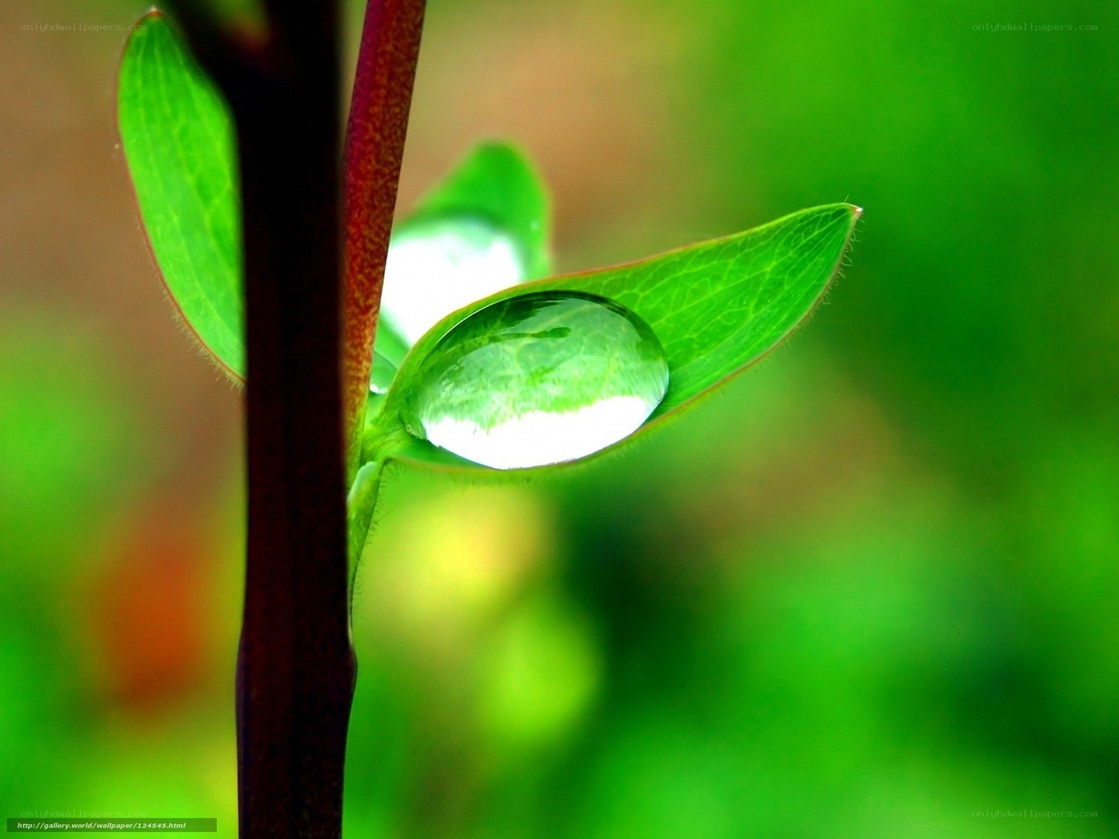Water droplet on green leaf