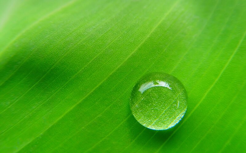 Water droplet on green leaf
