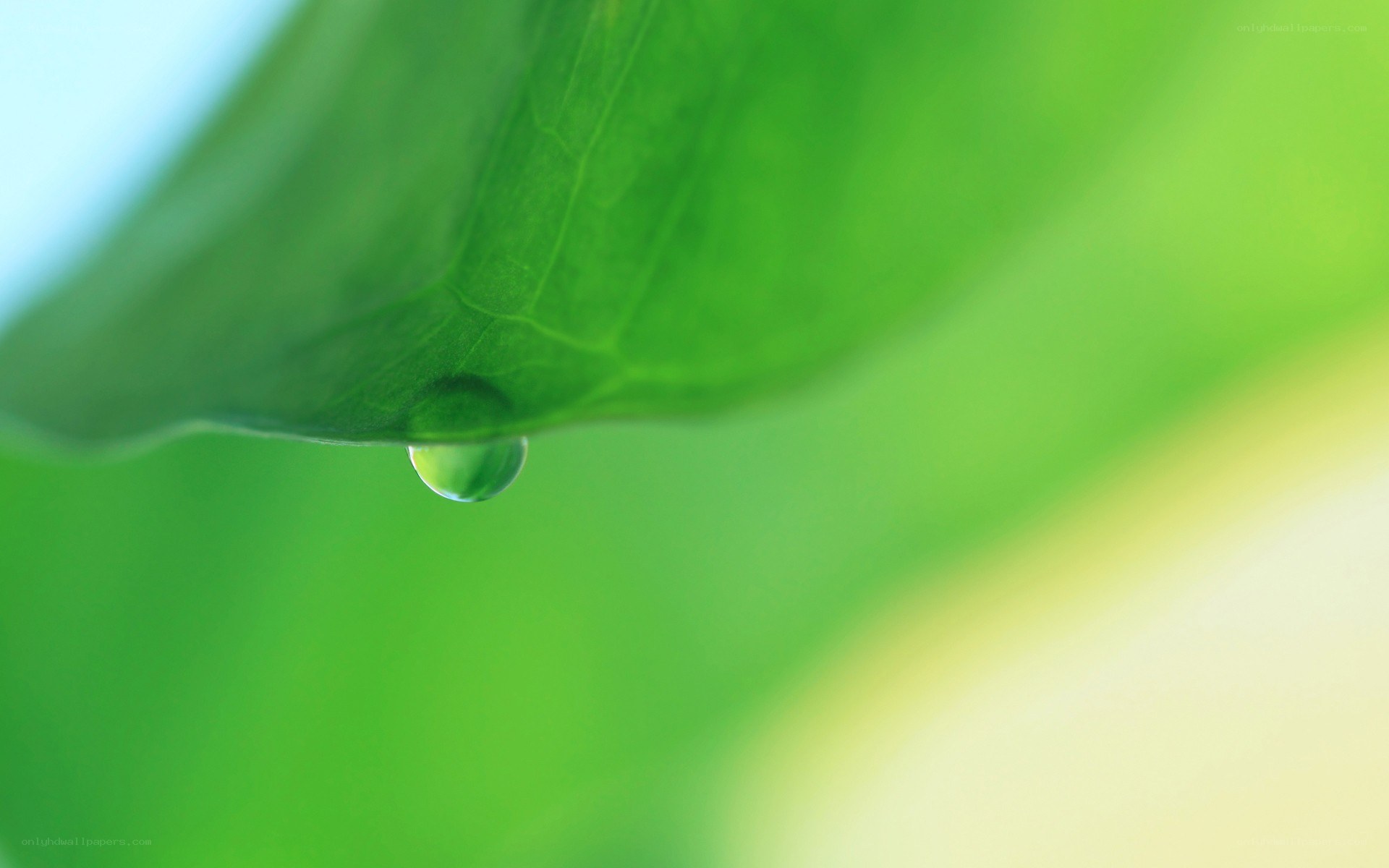 Water droplet on green leaf