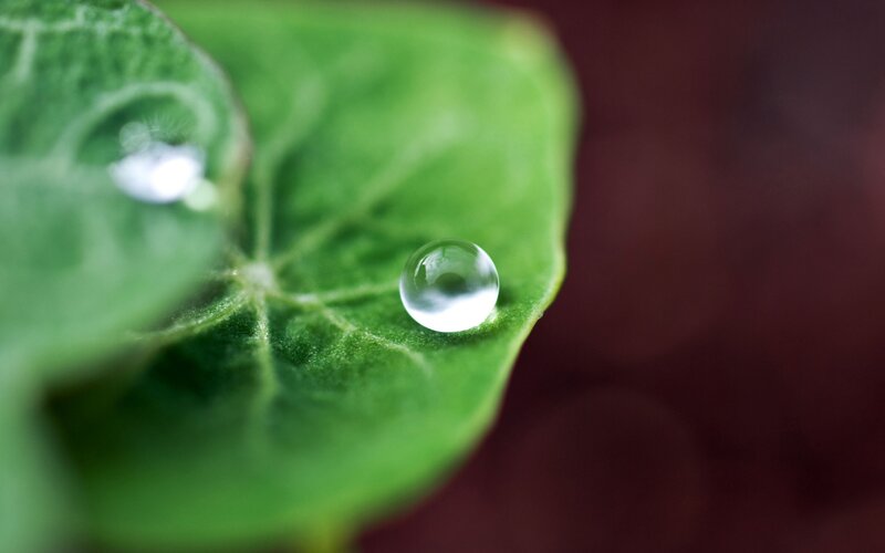 Water droplet on green leaf