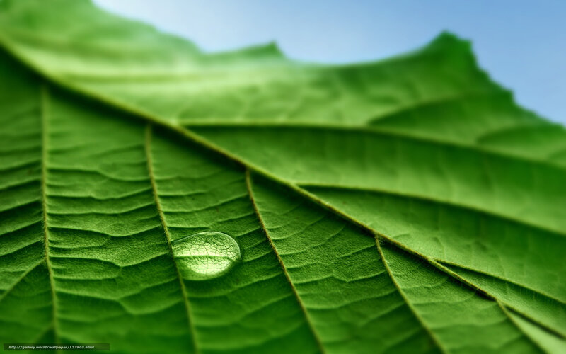Water droplet on green leaf