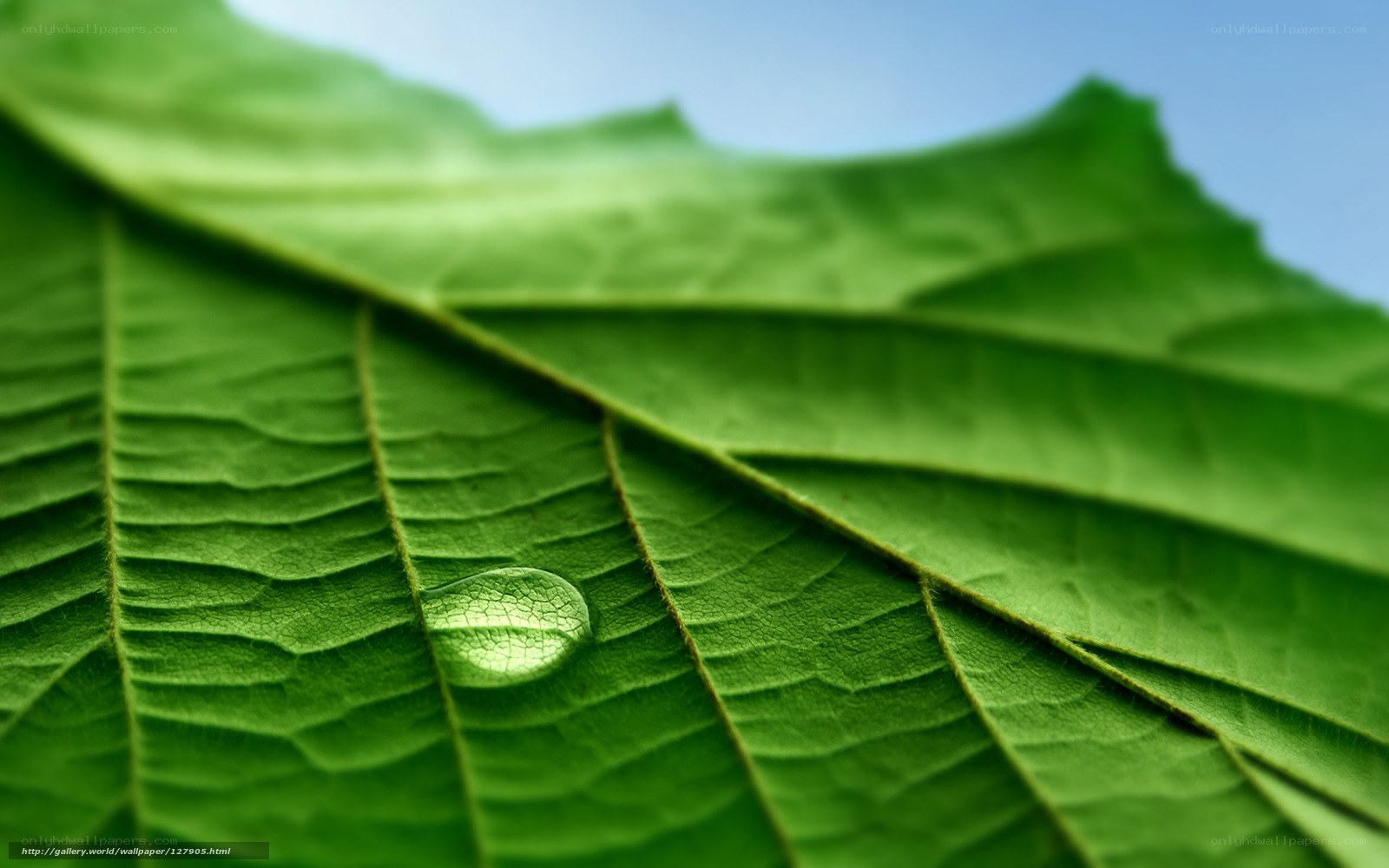 Water droplet on green leaf