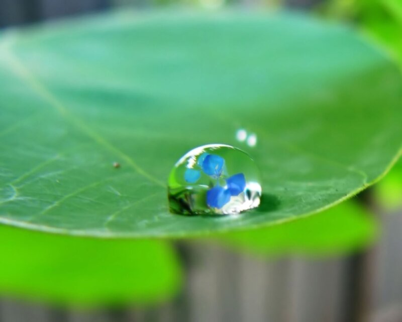 Water droplet on green leaf