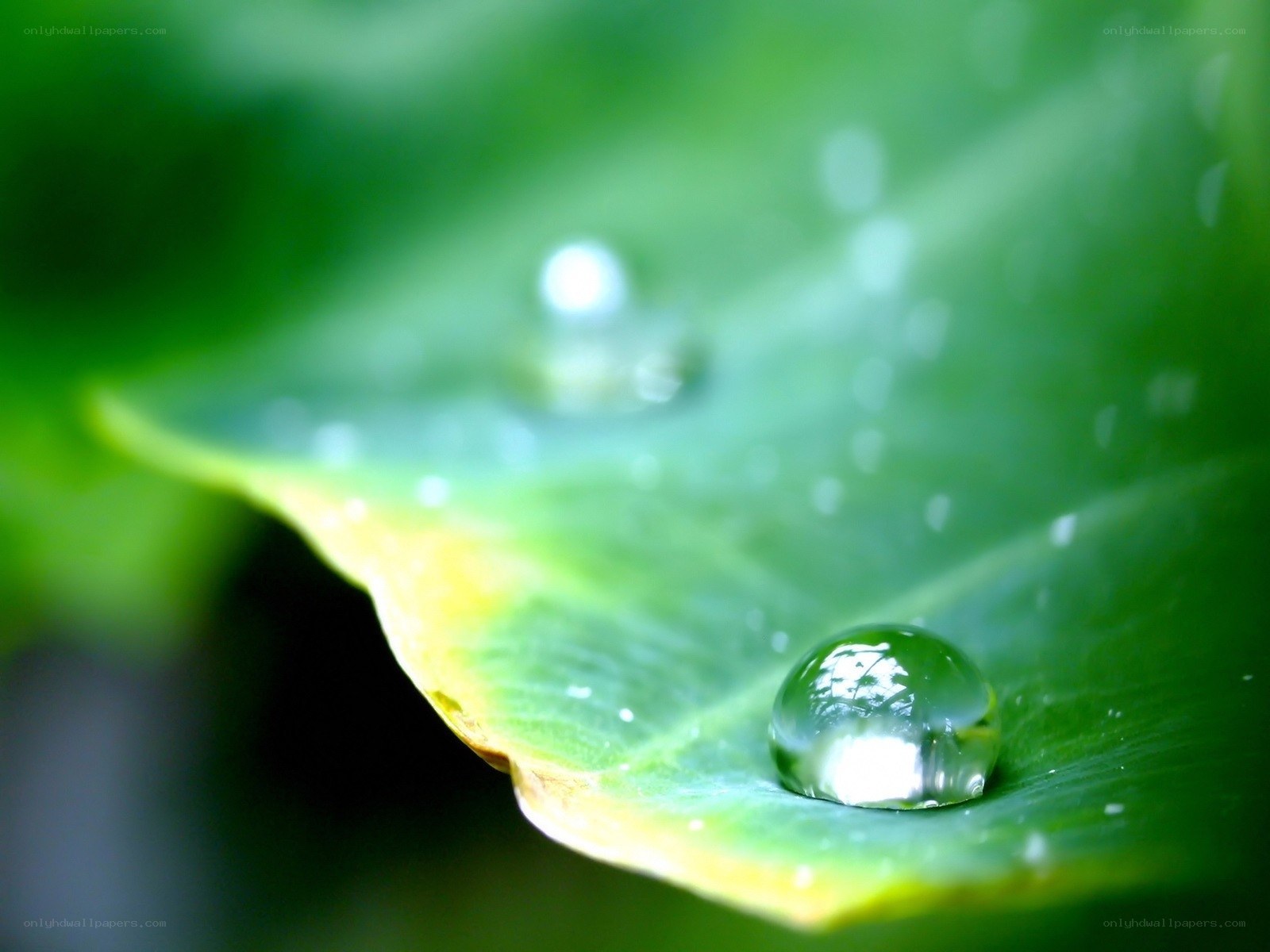 Water droplet on green leaf
