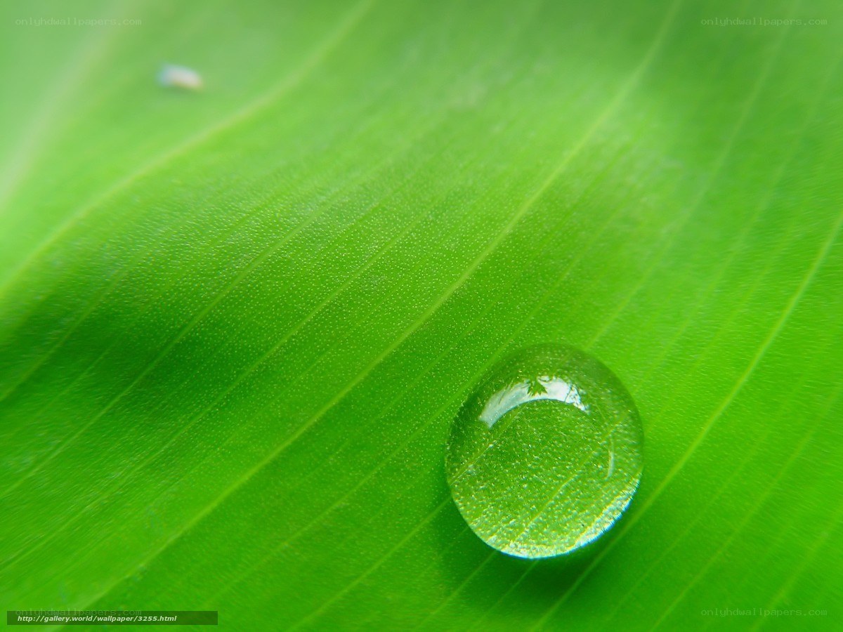 Water droplet on green leaf