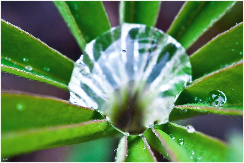 Water droplet on green leaves