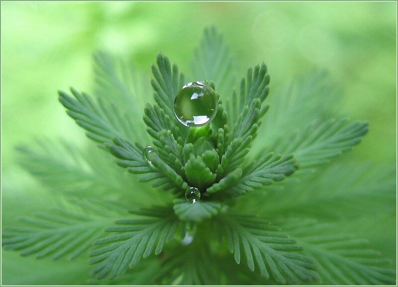 Water droplet on green plant