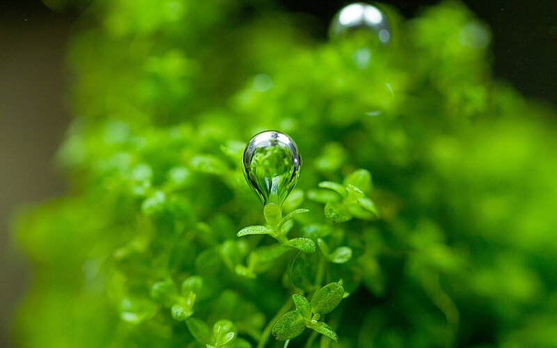 Water droplet on green plant