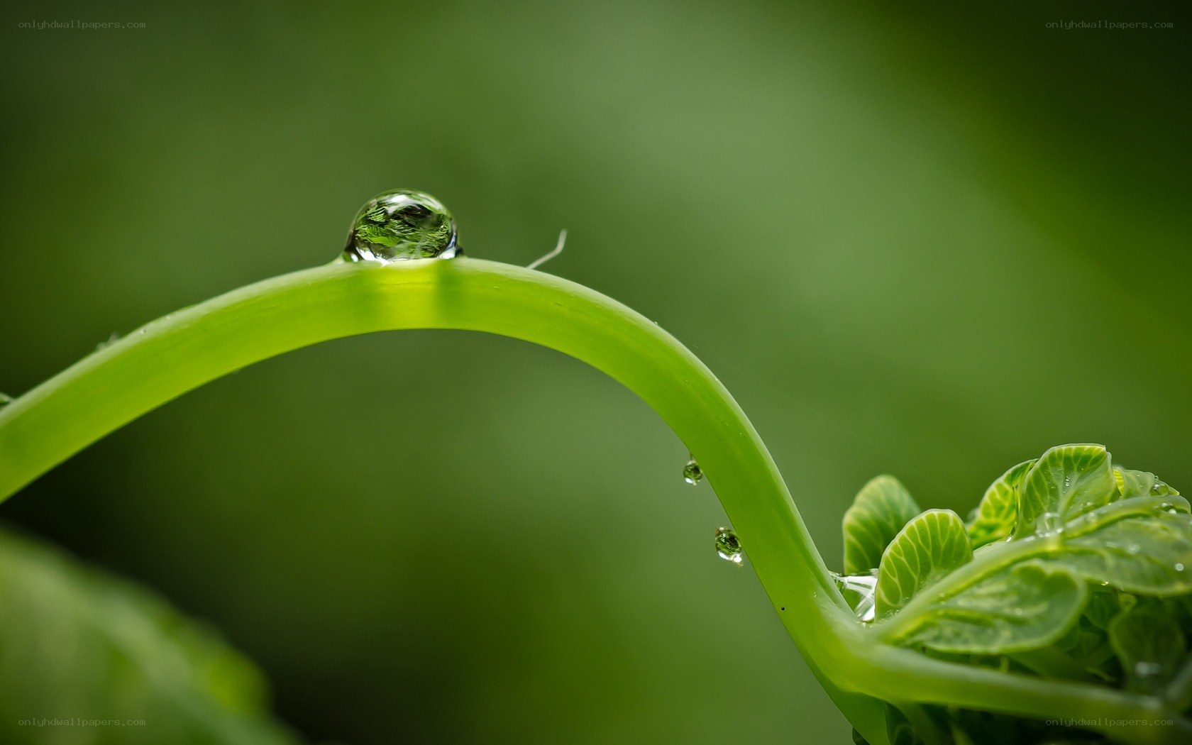 Water droplet on green stem