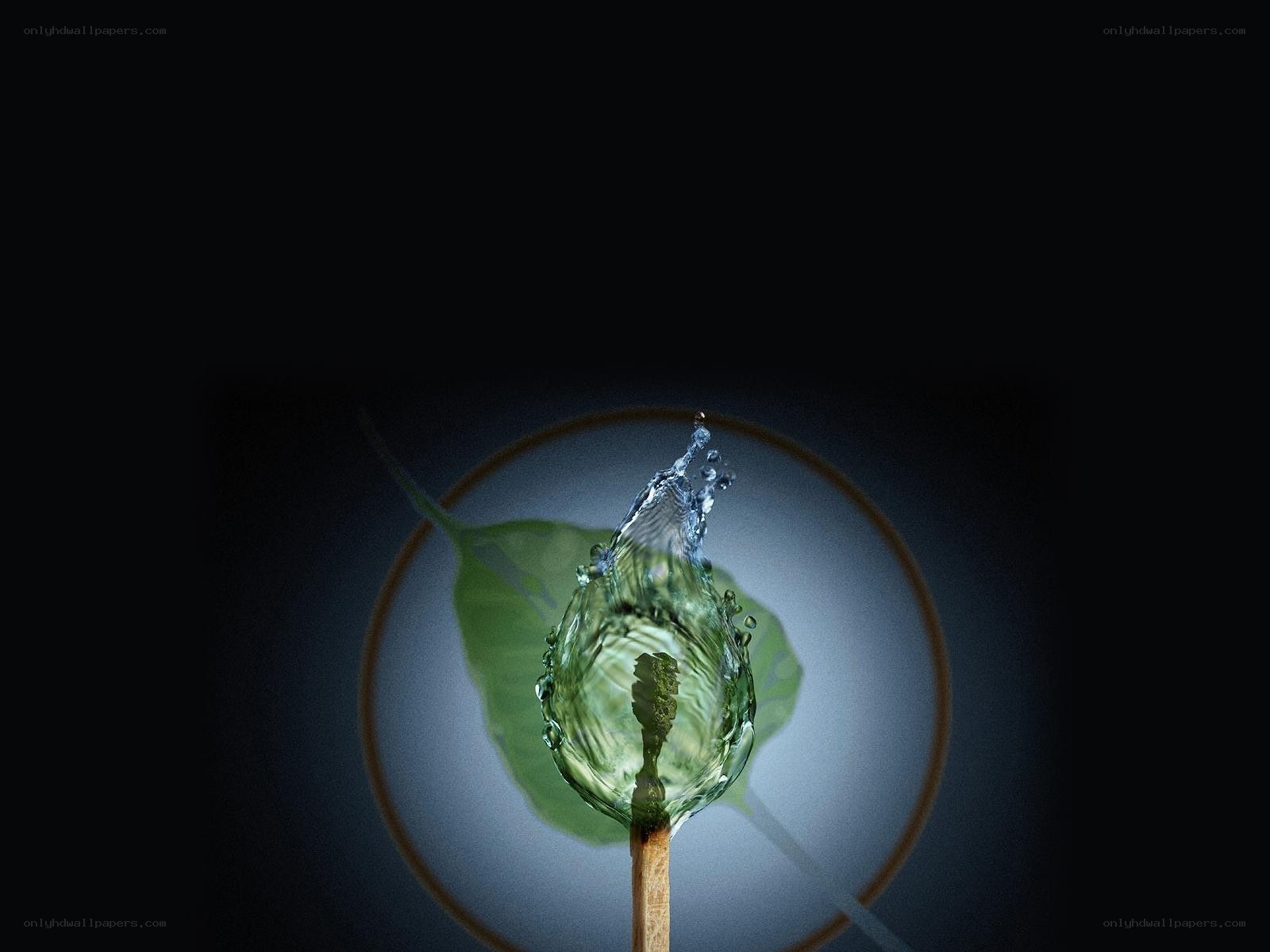 Water droplet on leaf