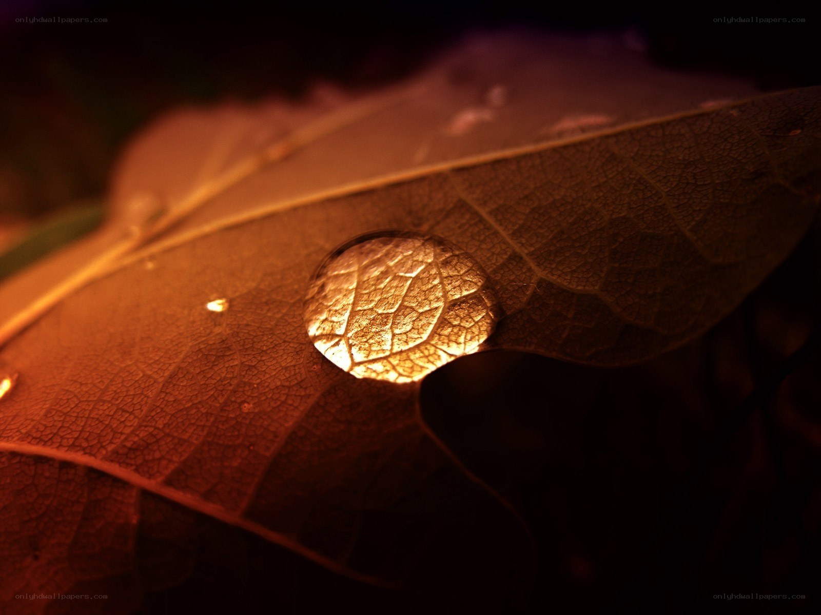 Water droplet on leaf