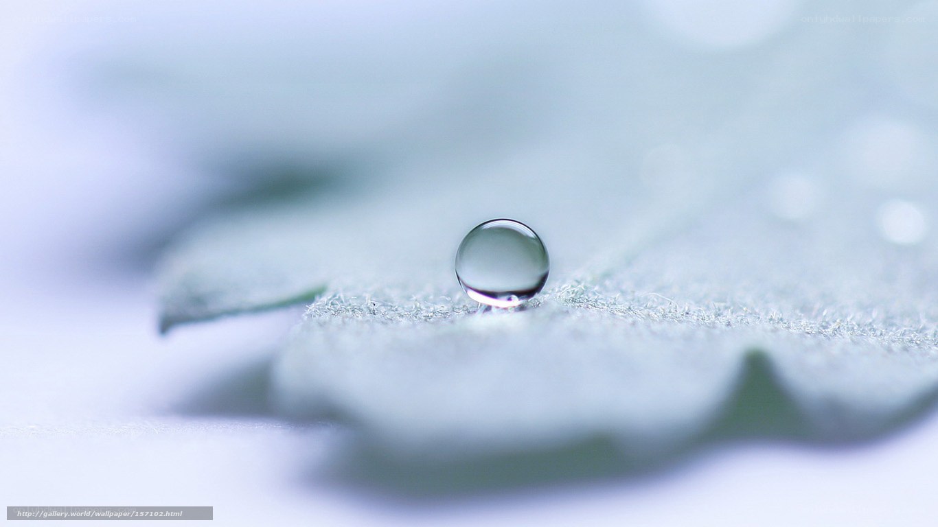 Water droplet on leaf