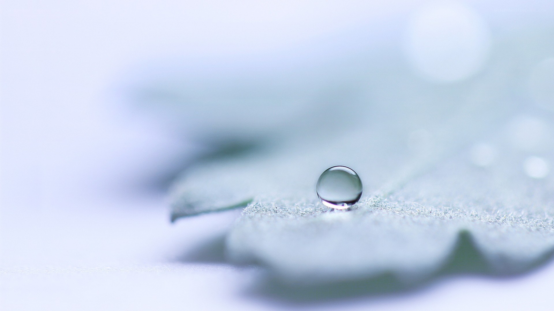 Water droplet on leaf