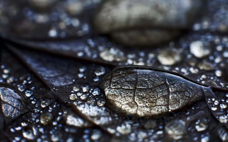 Water Droplet on Leaf — Black, Calm