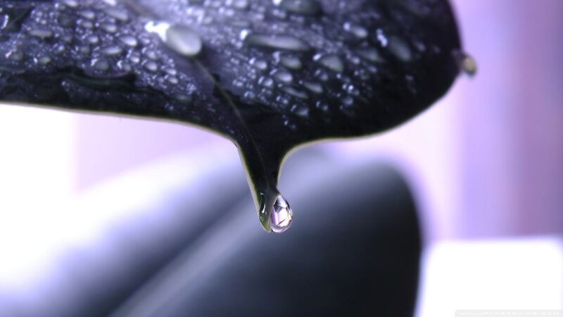 Water Droplet on Leaf — Black