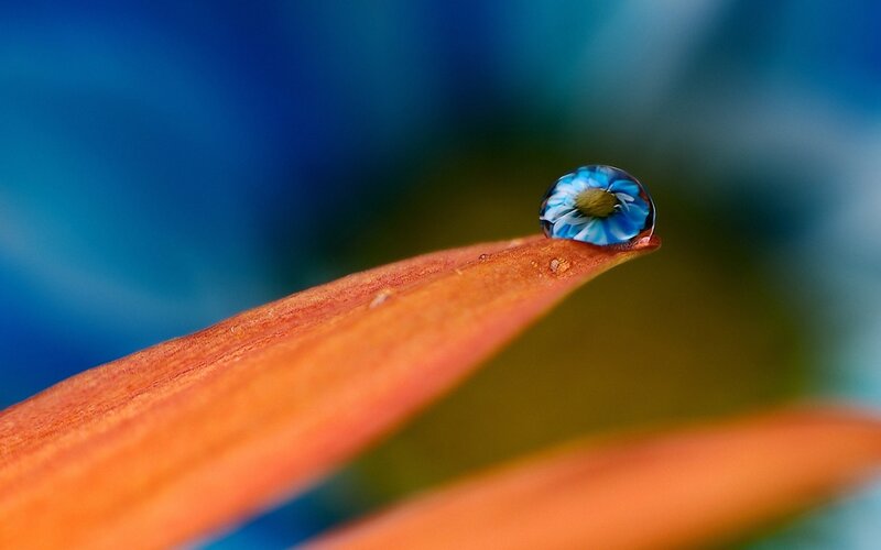 Water Droplet on Leaf — Blue, Serene, Photograph, Flower Reflection