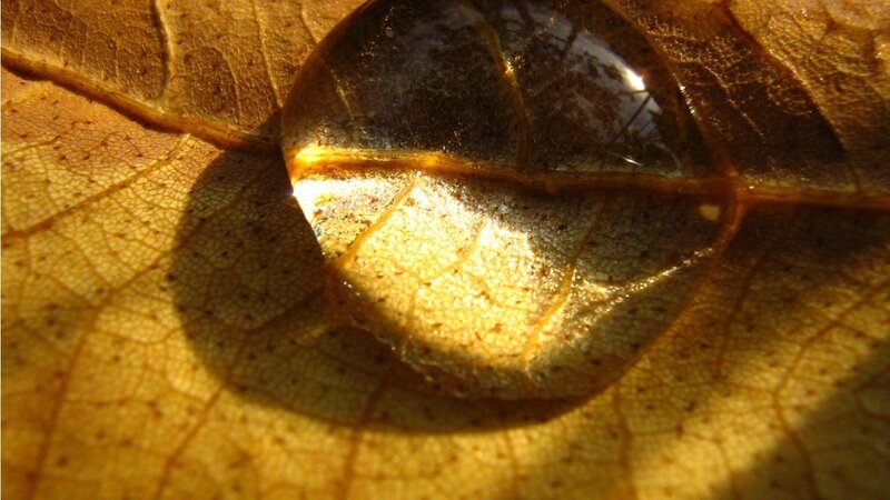 Water Droplet on Leaf — Brown