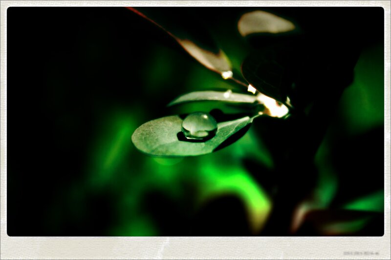 Water Droplet on Leaf — Green, Dramatic, Photograph, Drop