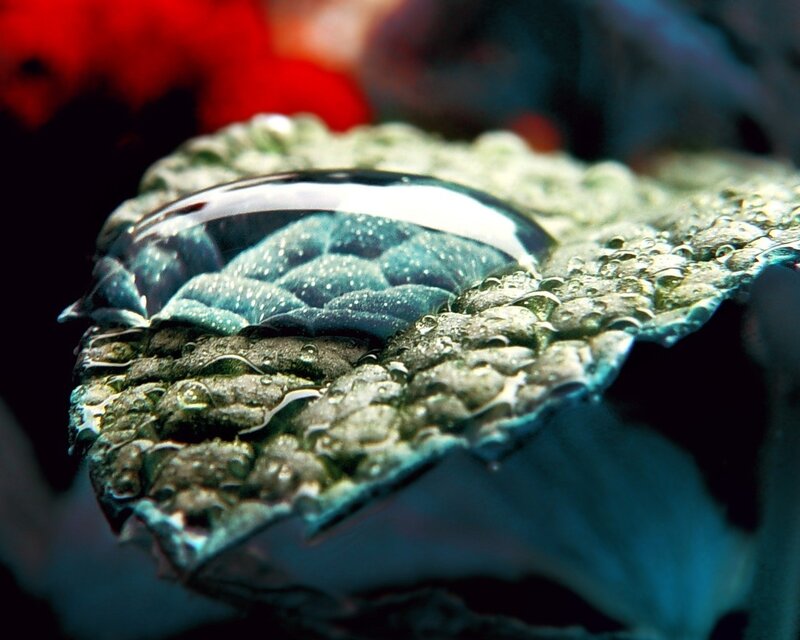 Water Droplet on Leaf — Green, Dramatic, Photograph