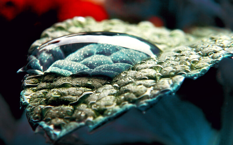 Water Droplet on Leaf — Green, Dramatic