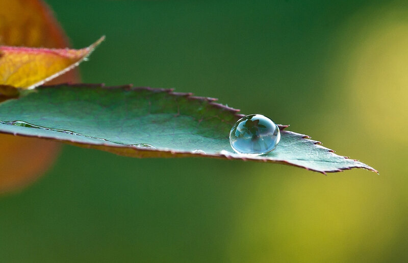 Water Droplet on Leaf — Green, Serene, Morning, Photograph, Background