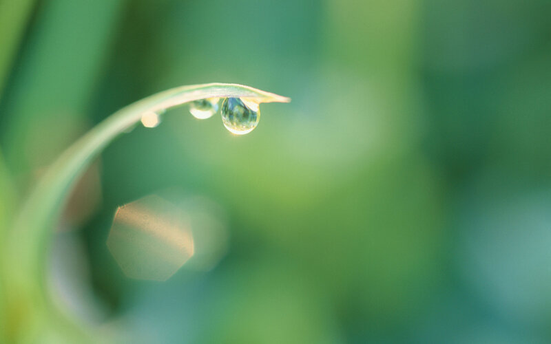 Water Droplet on Leaf — Green, Serene, Morning, Photograph, Bokeh