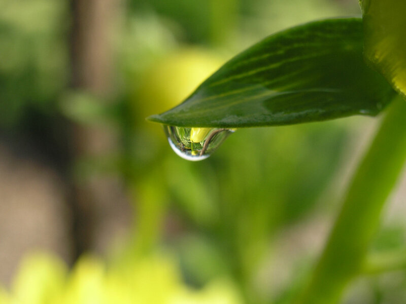 Water Droplet on Leaf — Green, Serene, Morning, Photograph, Drop, Background