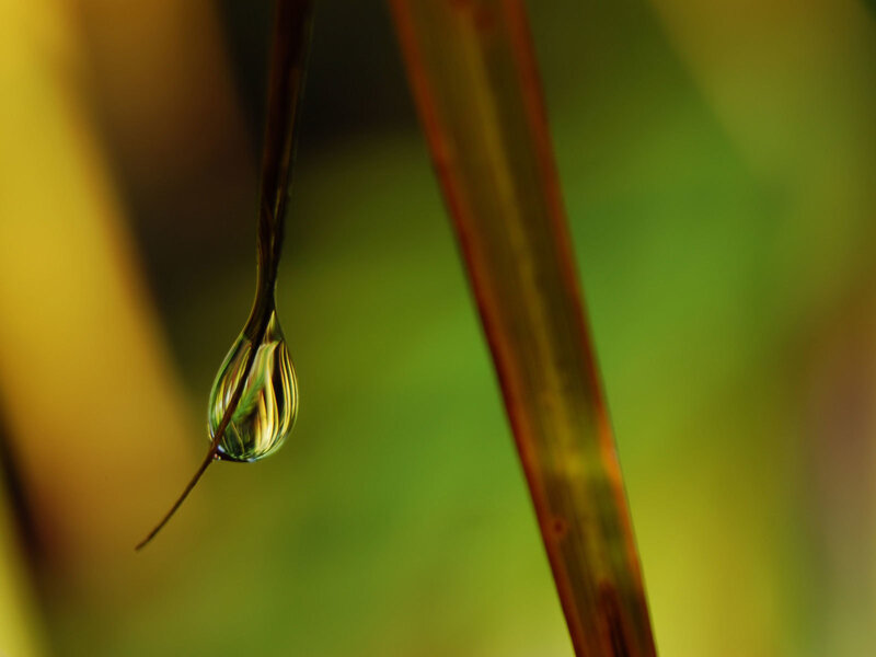 Water Droplet on Leaf — Green, Serene, Morning, Photograph, Drop, Stem