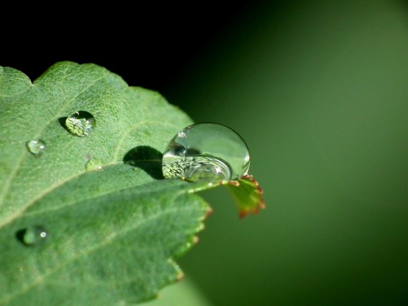 Water Droplet on Leaf — Green, Serene, Morning, Photograph, Droplets, Sunlight