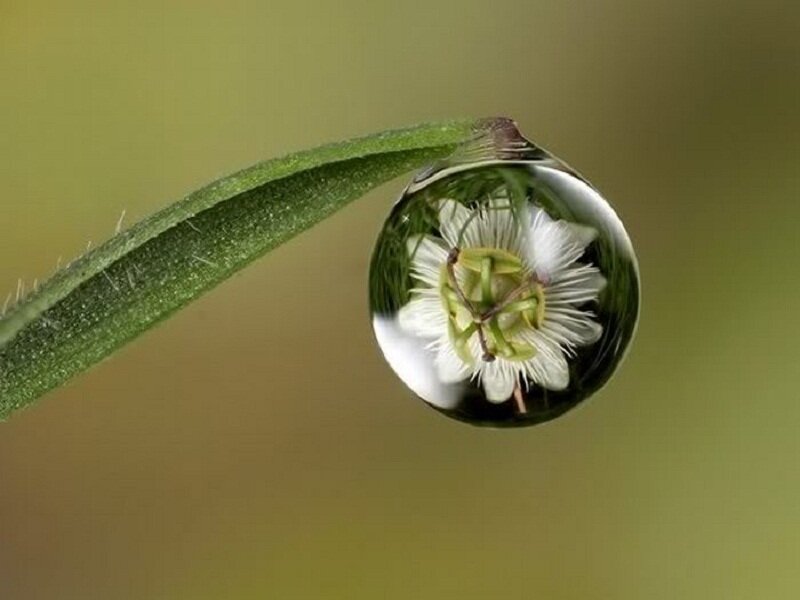 Water Droplet on Leaf — Green, Serene, Morning, Photograph, Flower, Drop